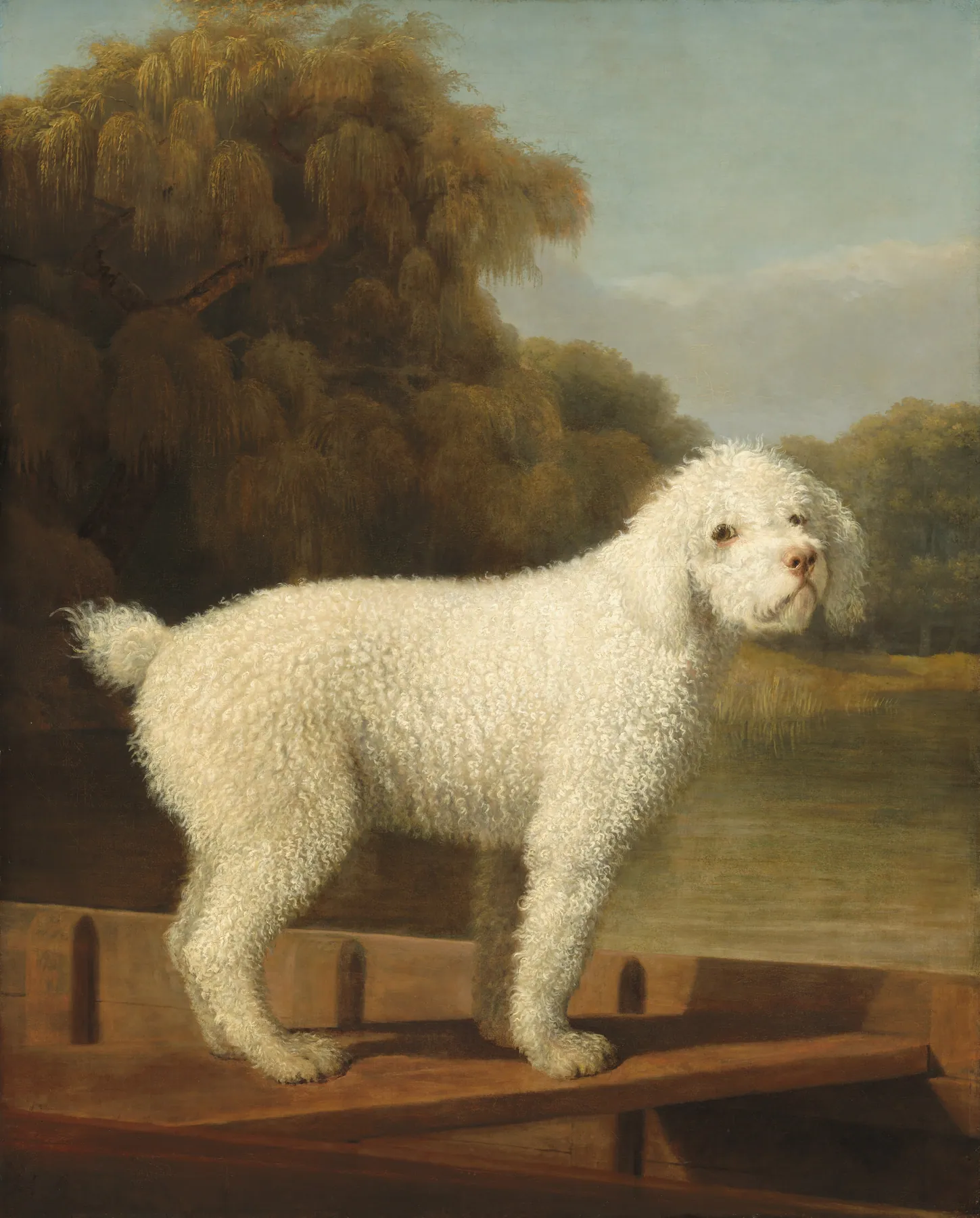 Caniche blanco en una batea, de George Stubbs