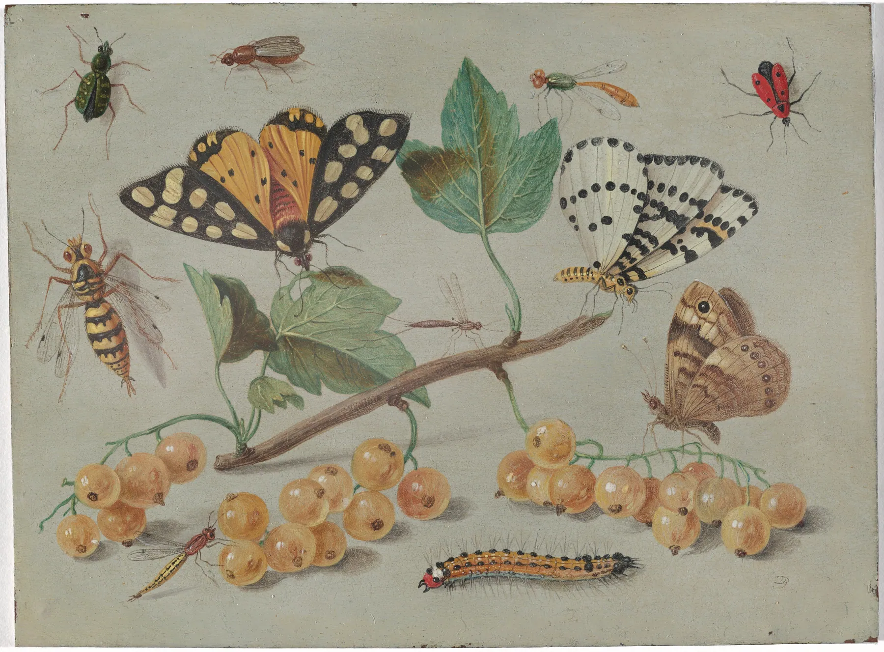 Estudio de mariposa e insectos, de Jan van Kessel el Viejo