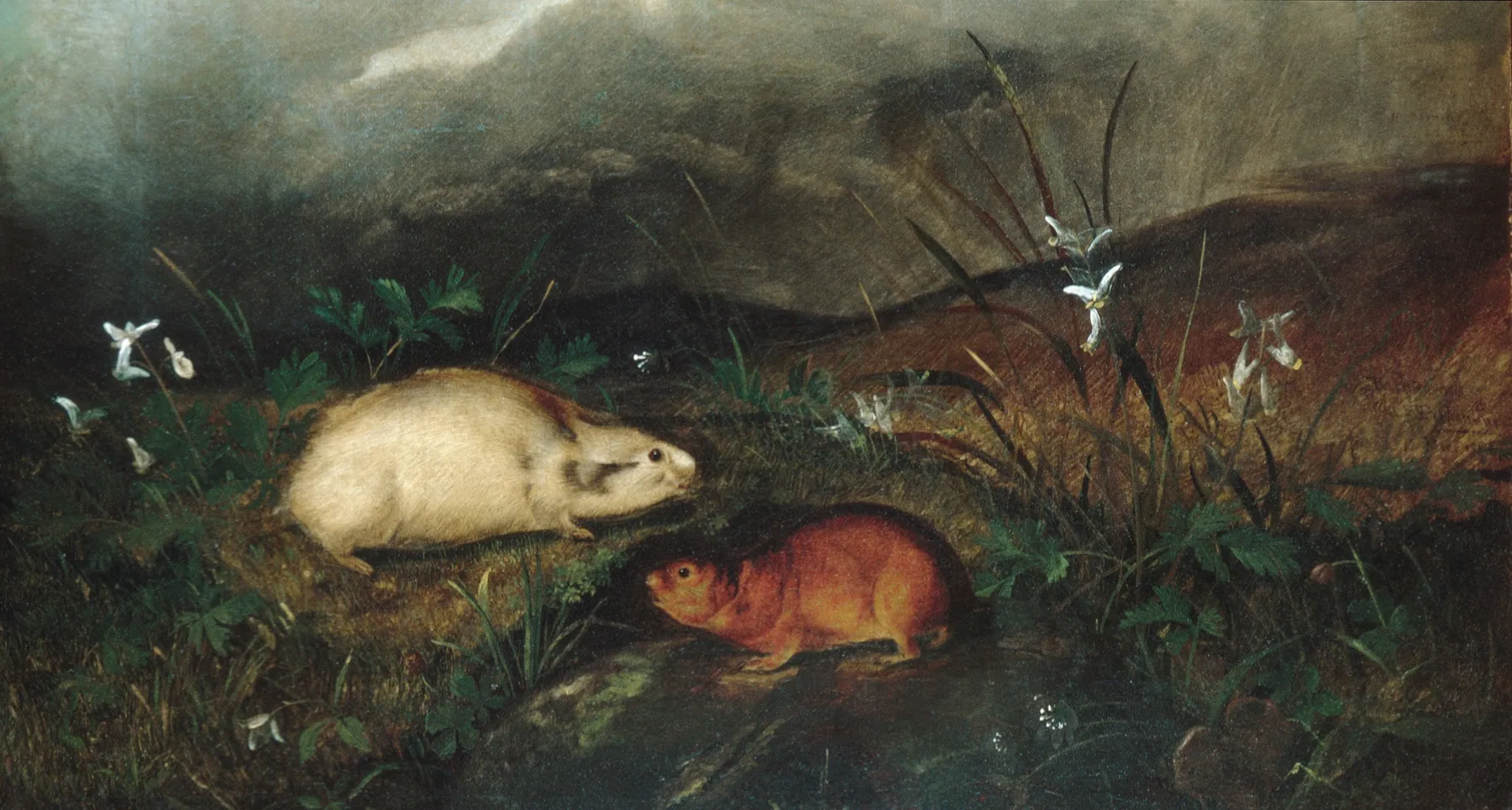 Lemming de la bahía de Hudson, de John Woodhouse Audubon